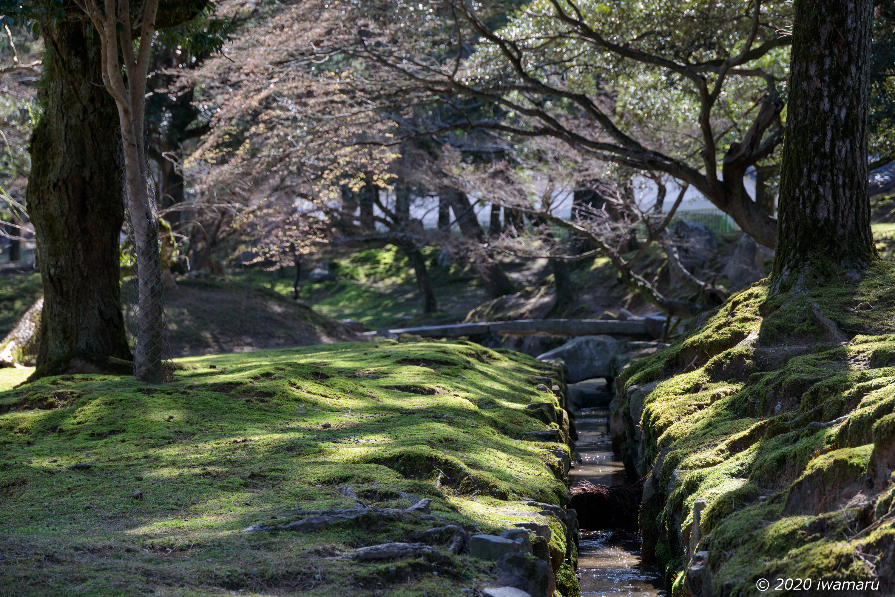 f:id:iwa_maru:20200313212334j:plain