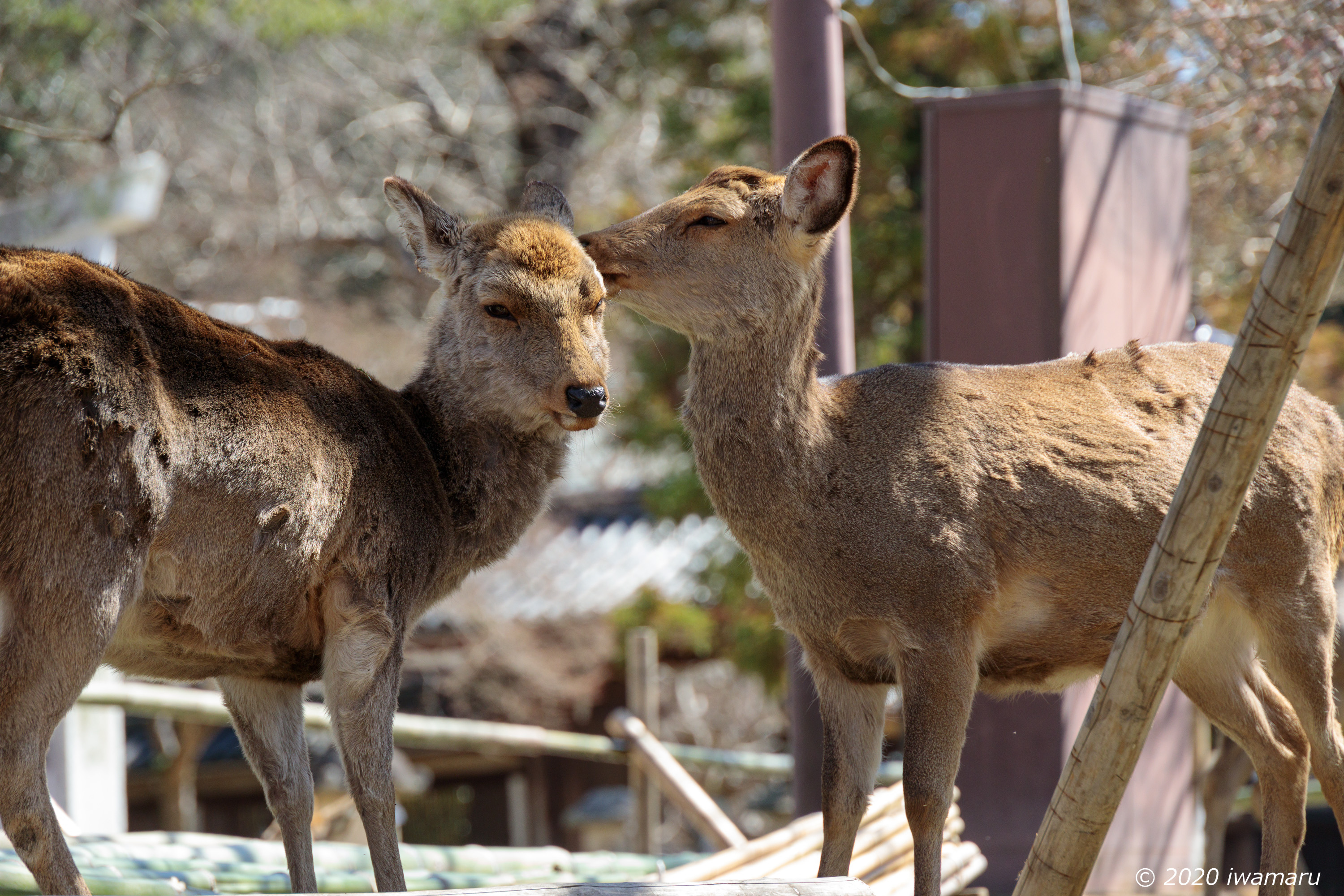 f:id:iwa_maru:20200313212446j:plain