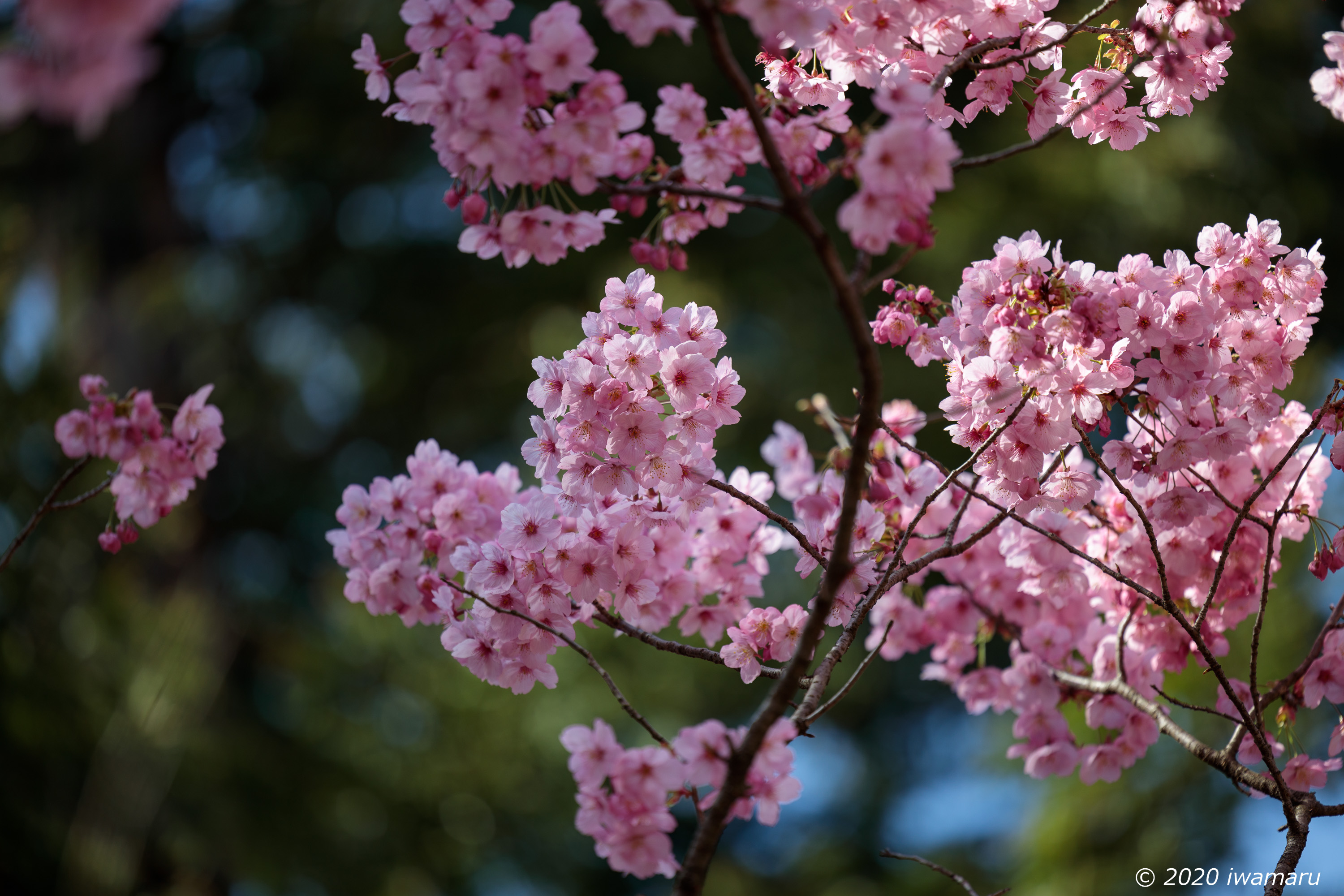 f:id:iwa_maru:20200326211414j:plain f:id:iwa_maru:20200326211414j:plain