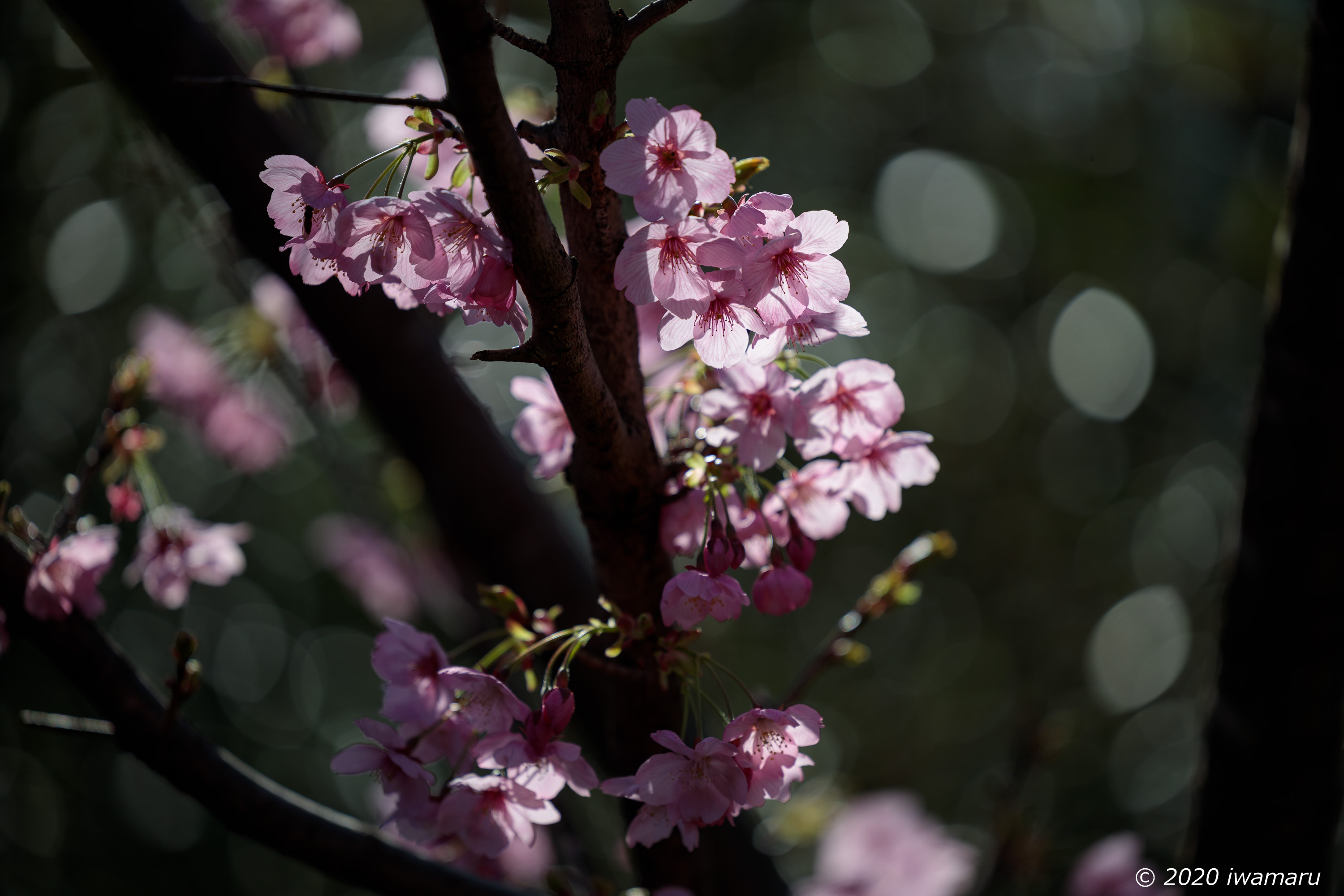 f:id:iwa_maru:20200326211429j:plain f:id:iwa_maru:20200326211429j:plain