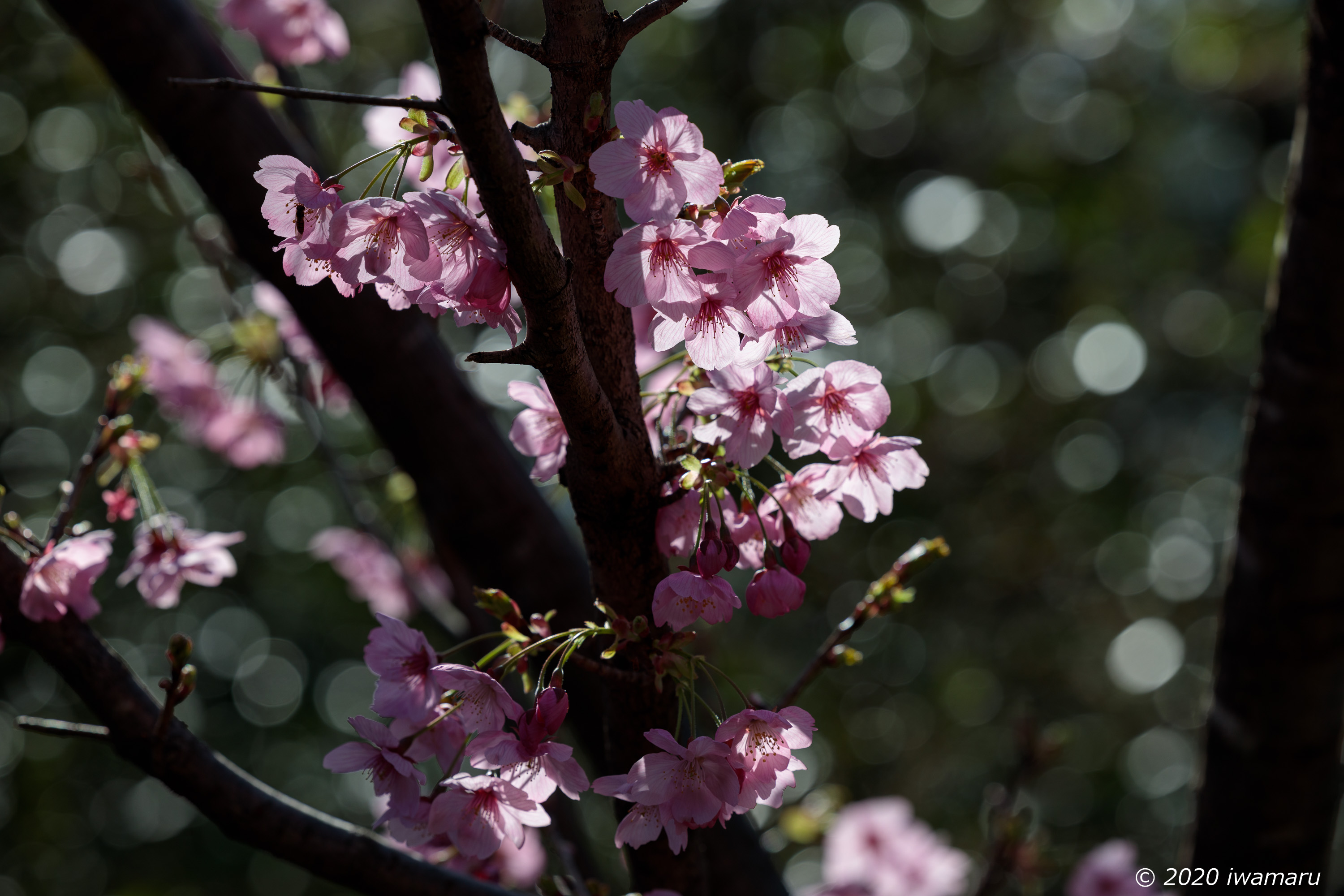 f:id:iwa_maru:20200326211436j:plain f:id:iwa_maru:20200326211436j:plain