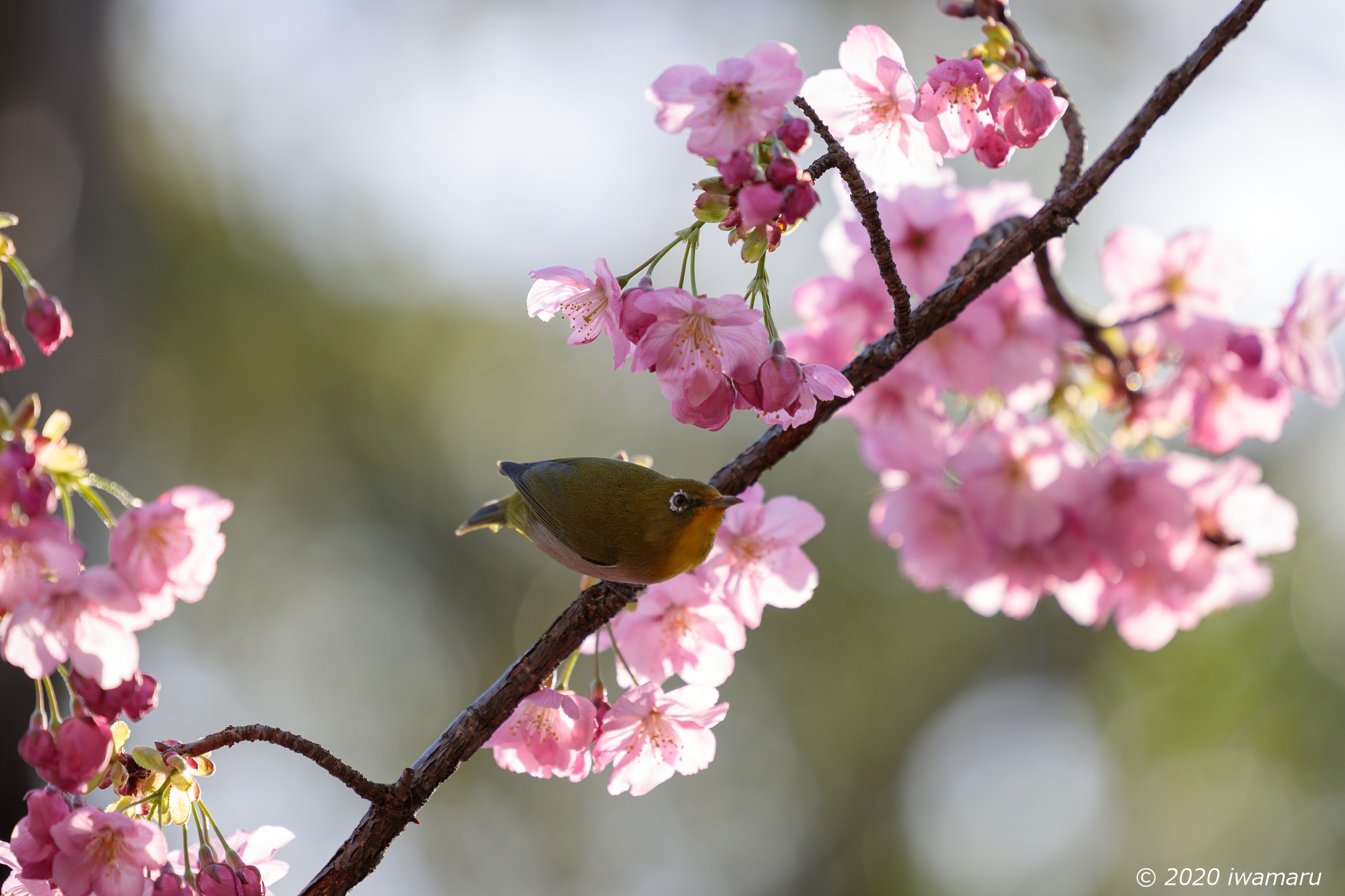 f:id:iwa_maru:20200326211442j:plain f:id:iwa_maru:20200326211442j:plain