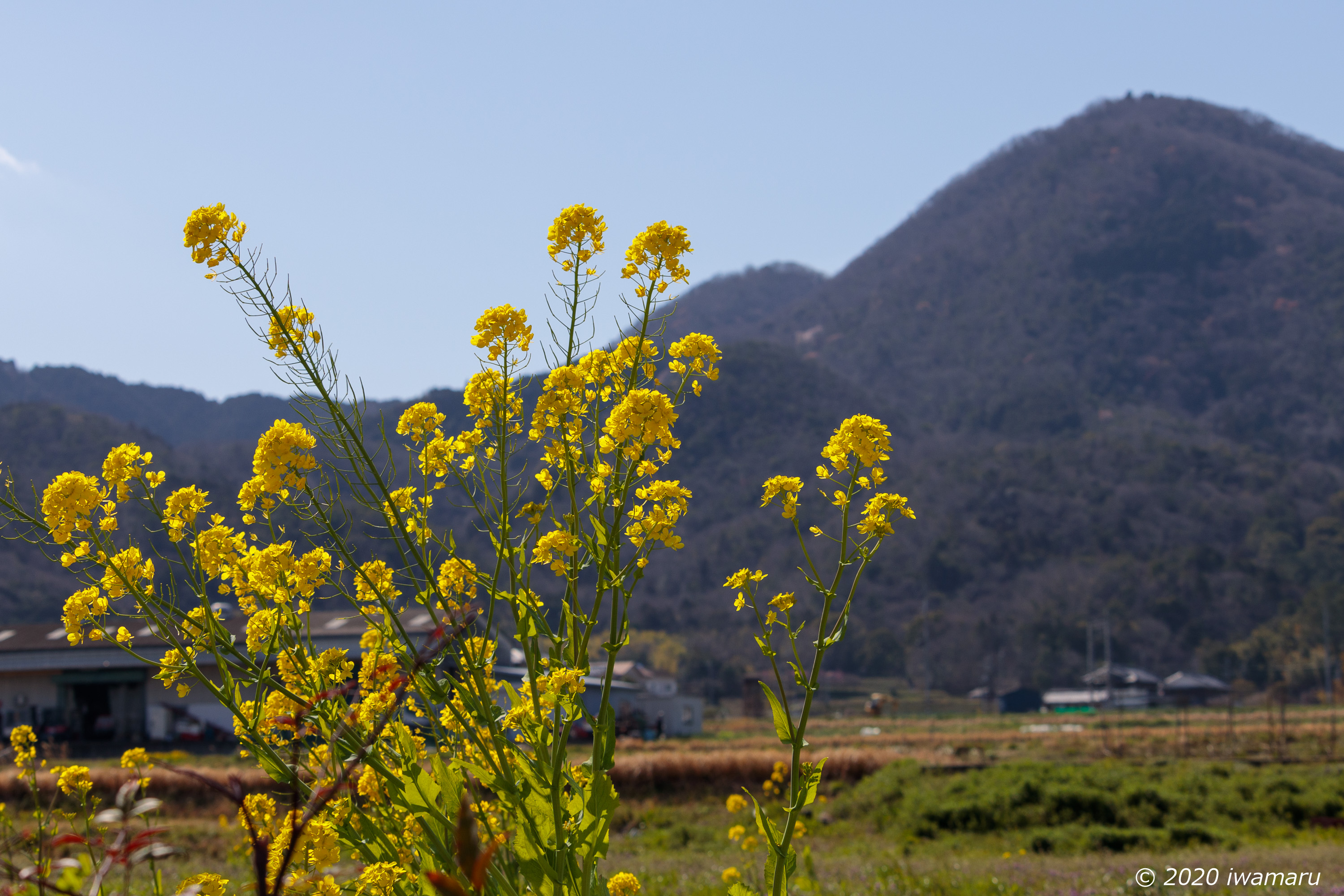 f:id:iwa_maru:20200327221012j:plain