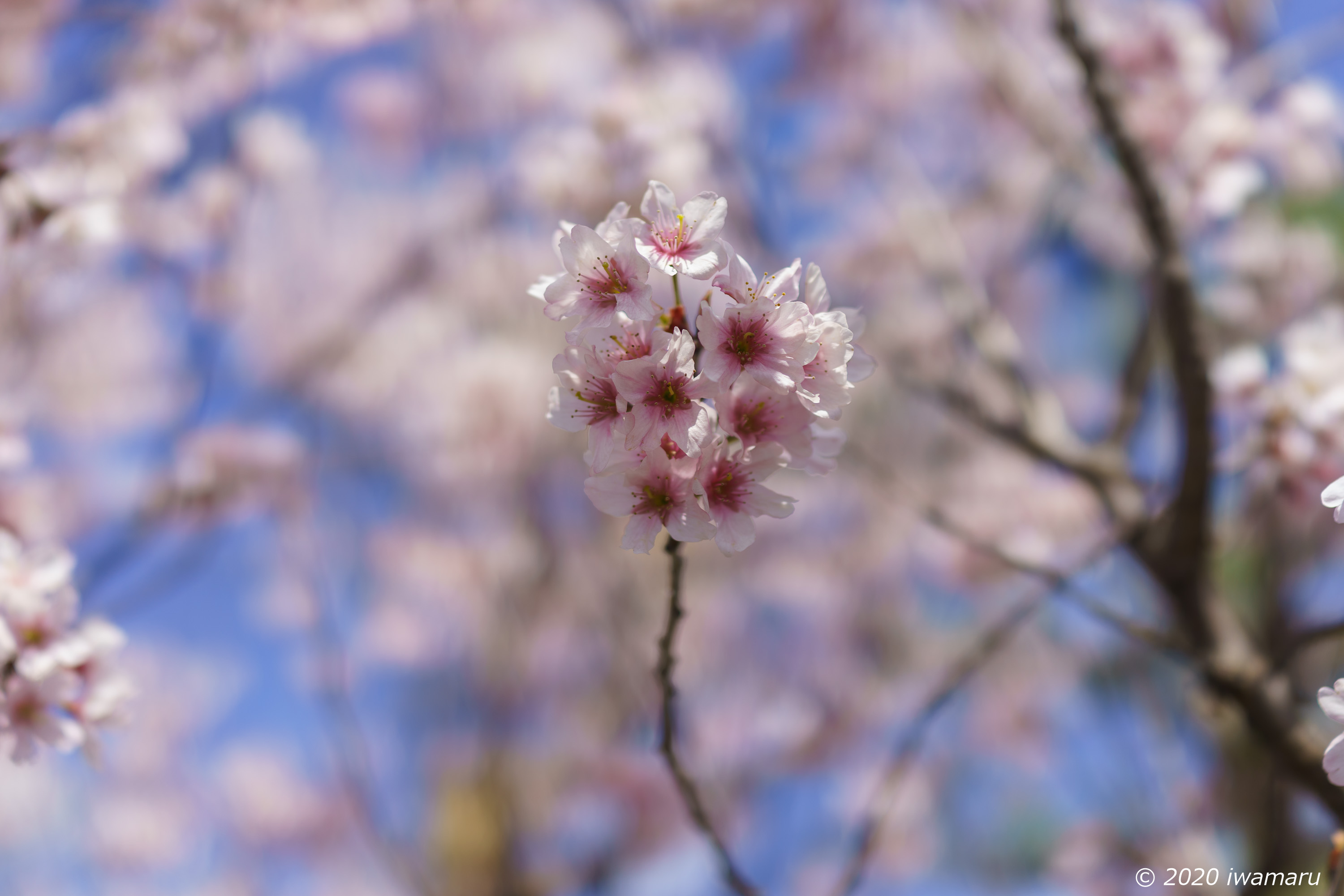 f:id:iwa_maru:20200406204550j:plain