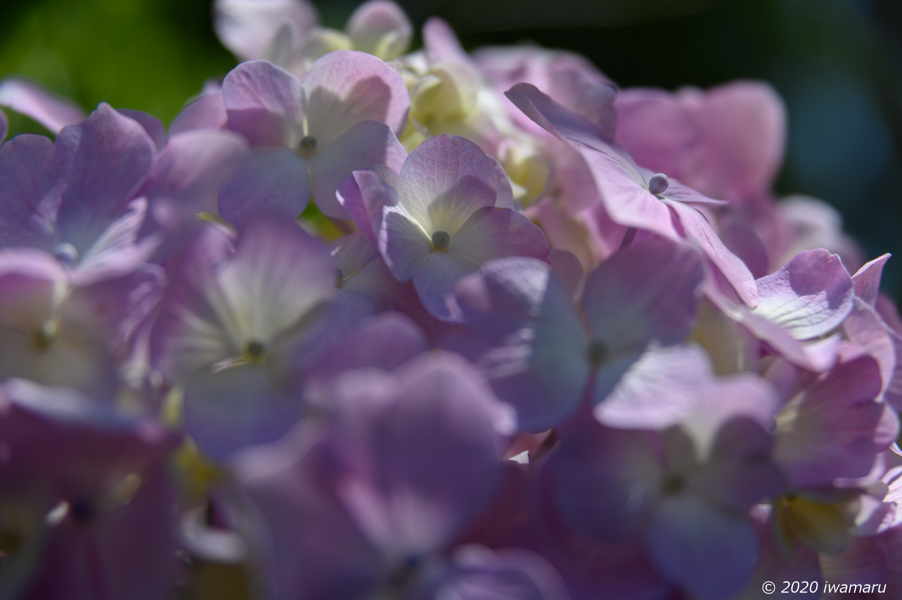 f:id:iwa_maru:20200629224452j:plain