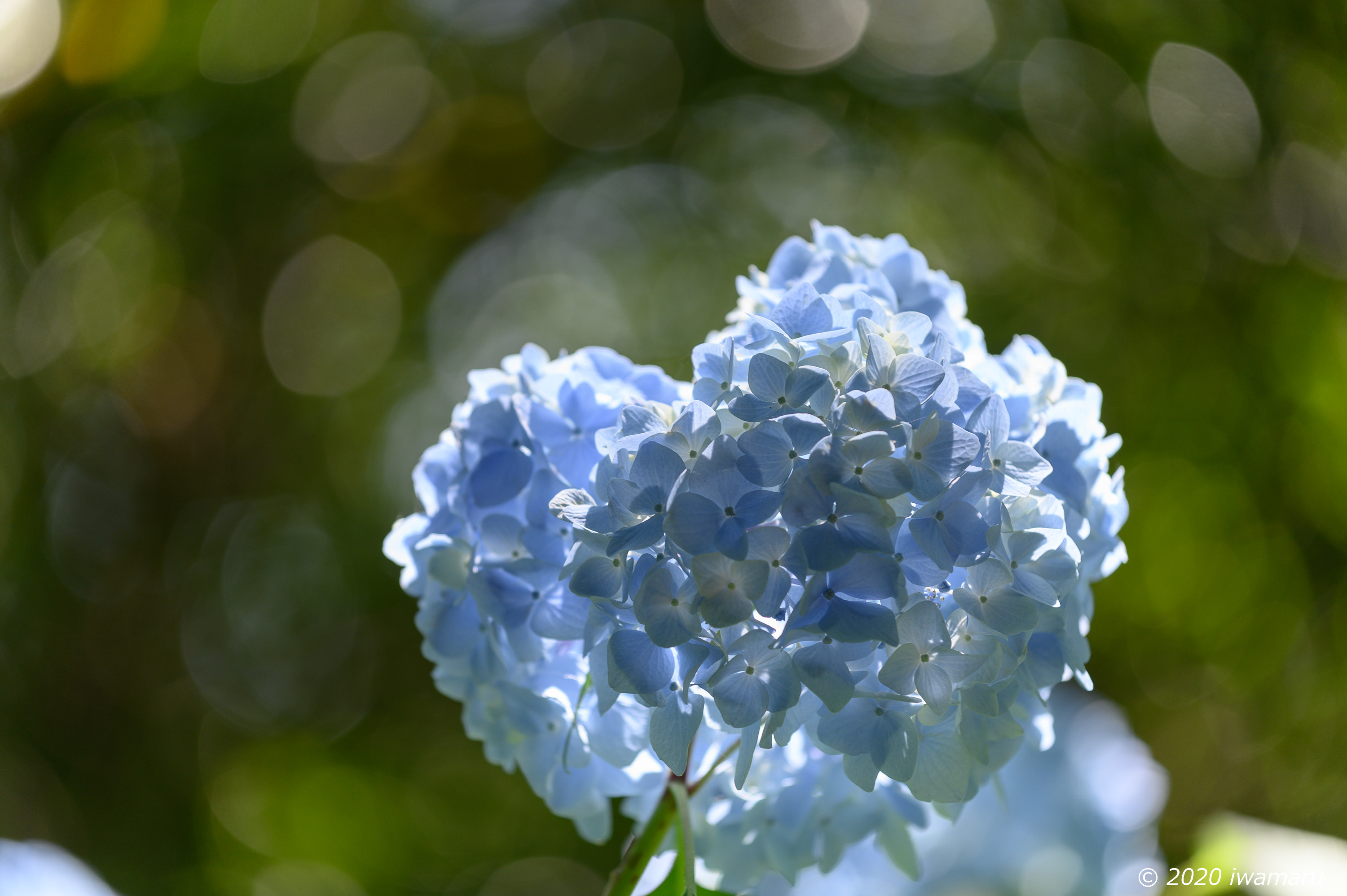 f:id:iwa_maru:20200629224522j:plain