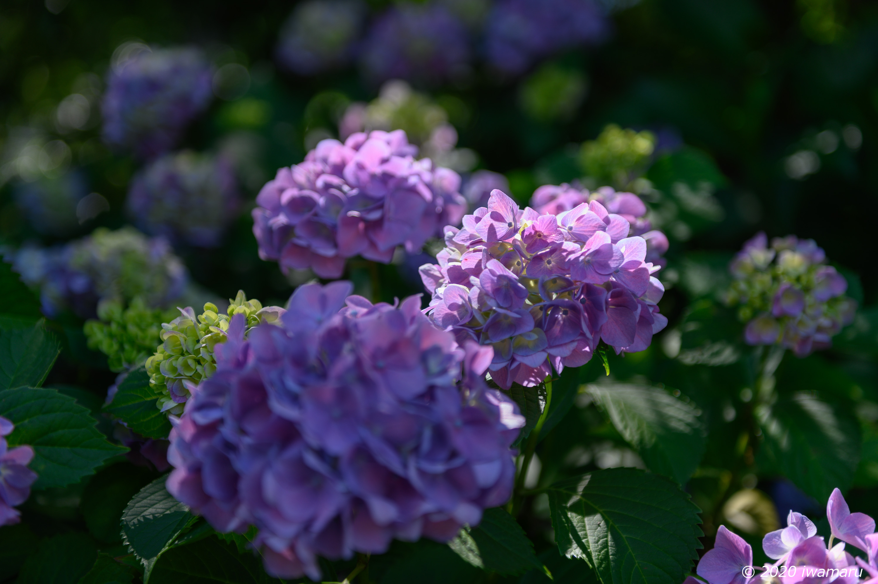 f:id:iwa_maru:20200629224529j:plain