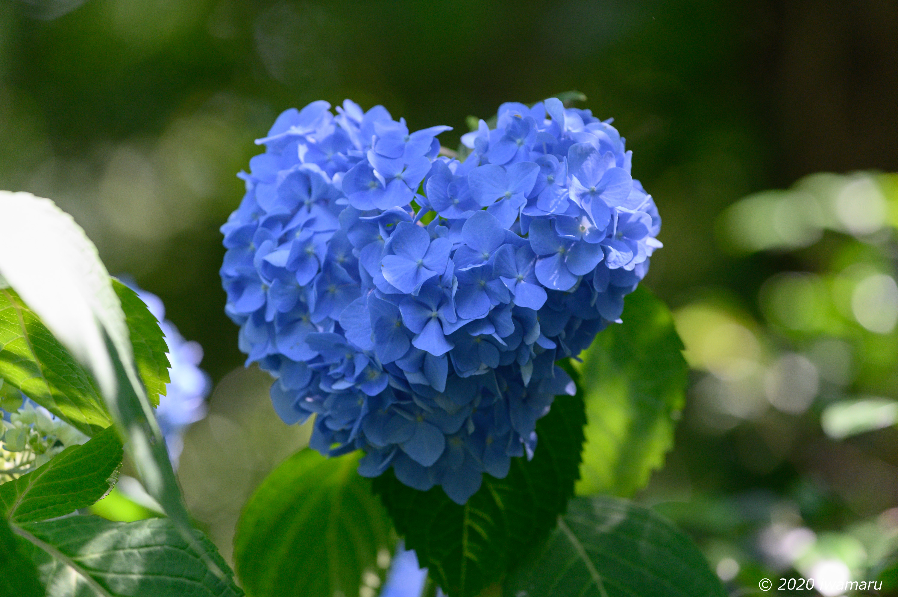 f:id:iwa_maru:20200629224547j:plain
