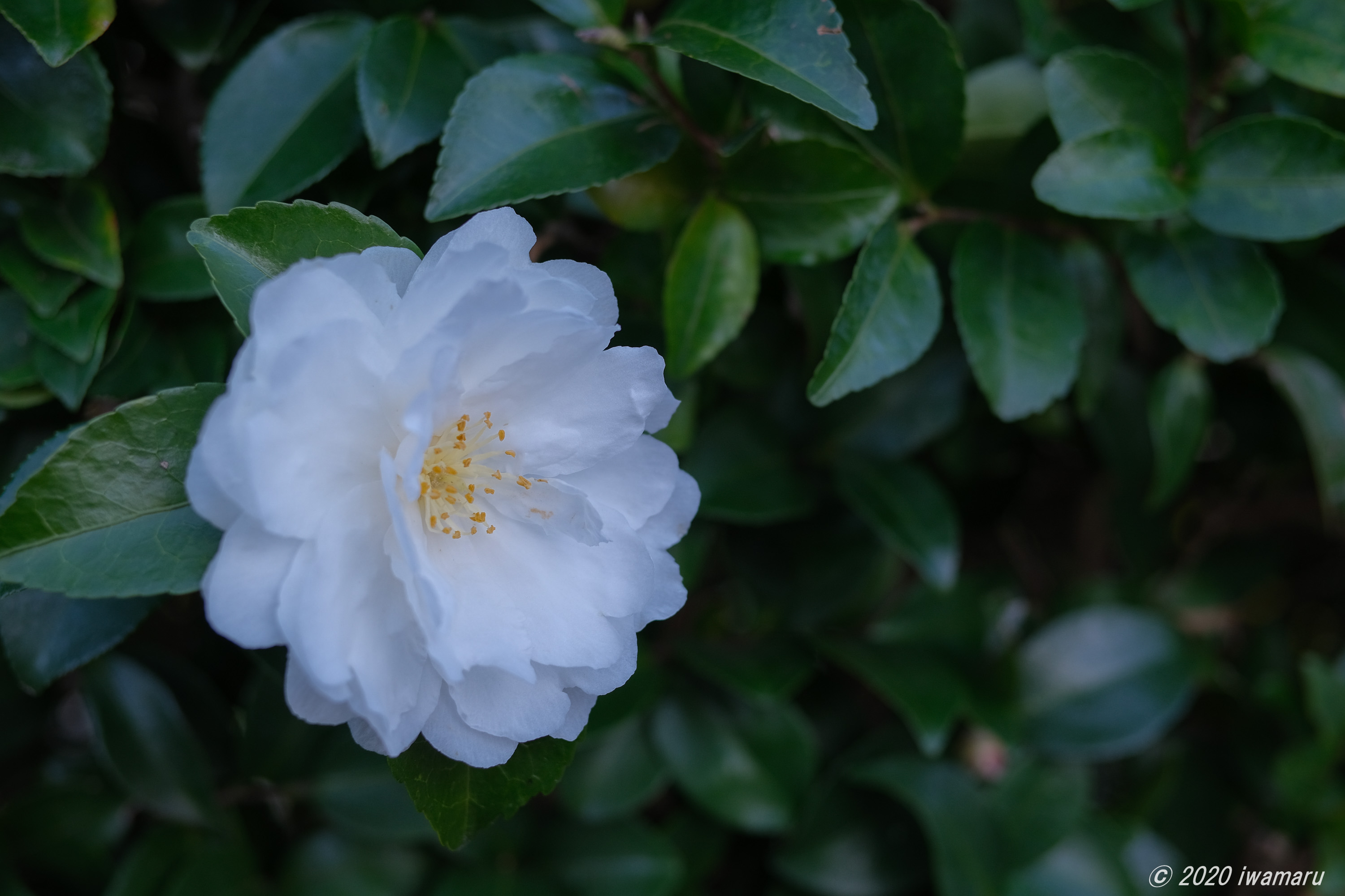 FUJIFILM X-S10 で Carl Zeiss Touit 1.8/32 を試してみました - photo