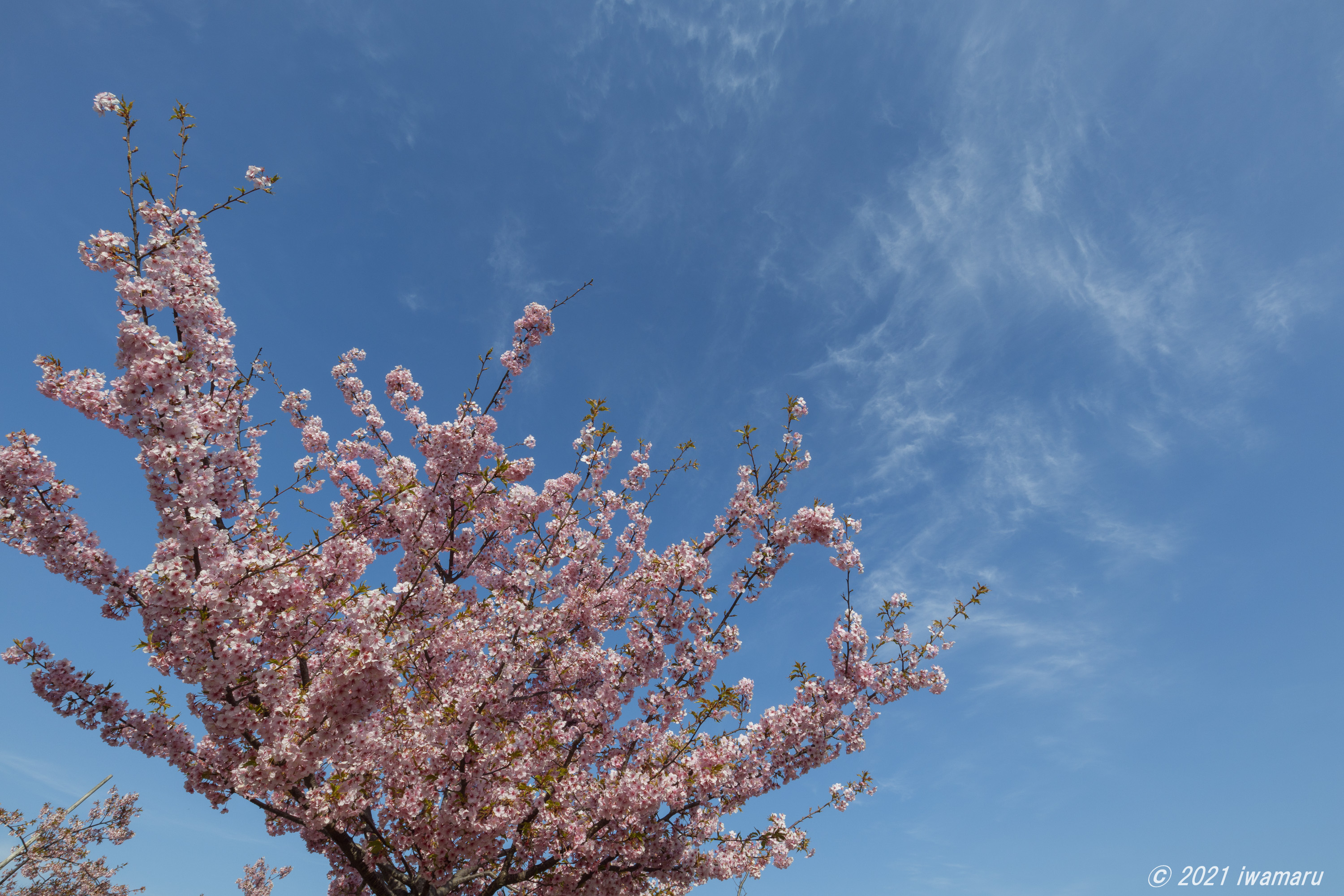 f:id:iwa_maru:20210312160256j:plain