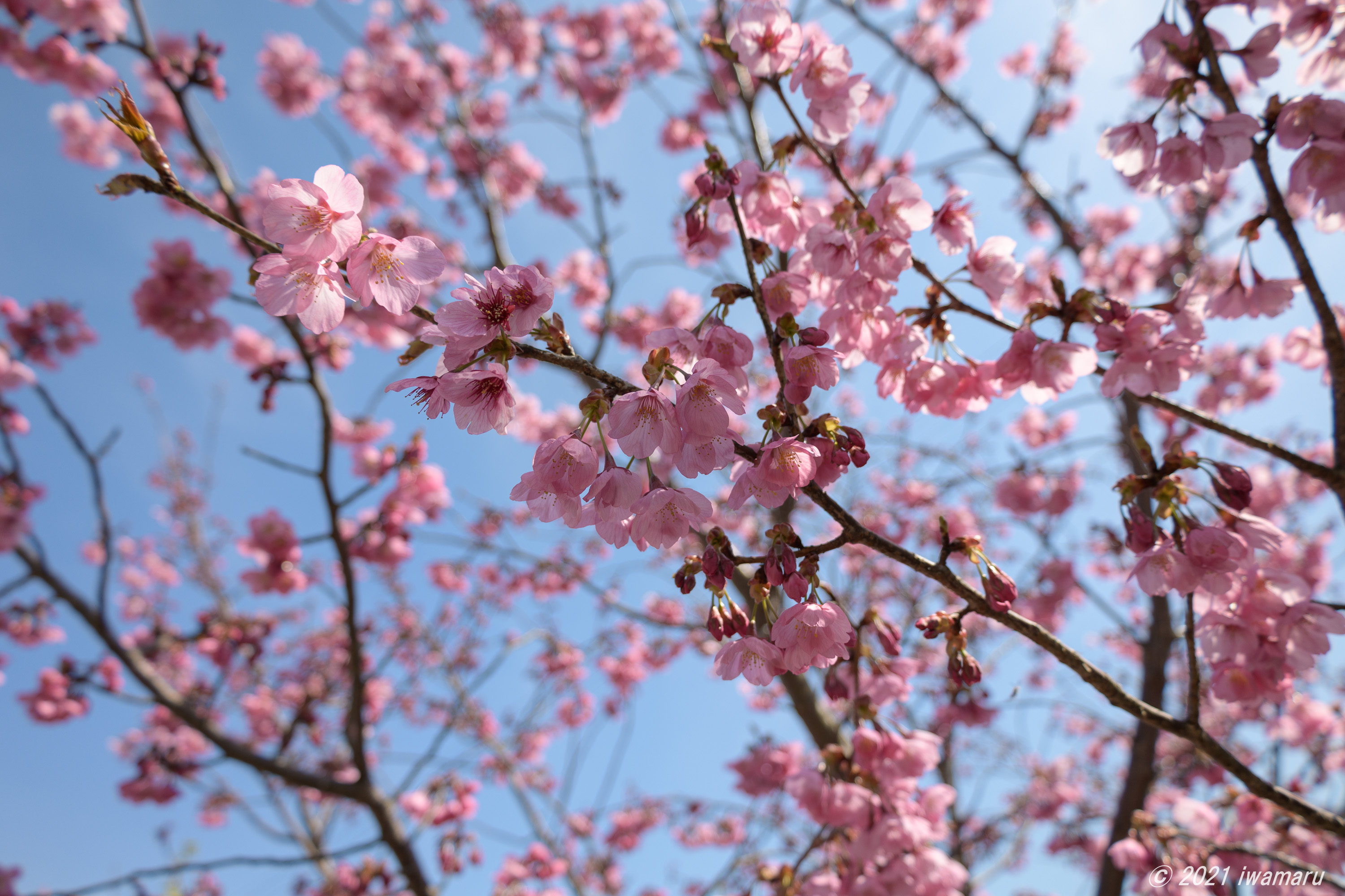 f:id:iwa_maru:20210406211331j:plain