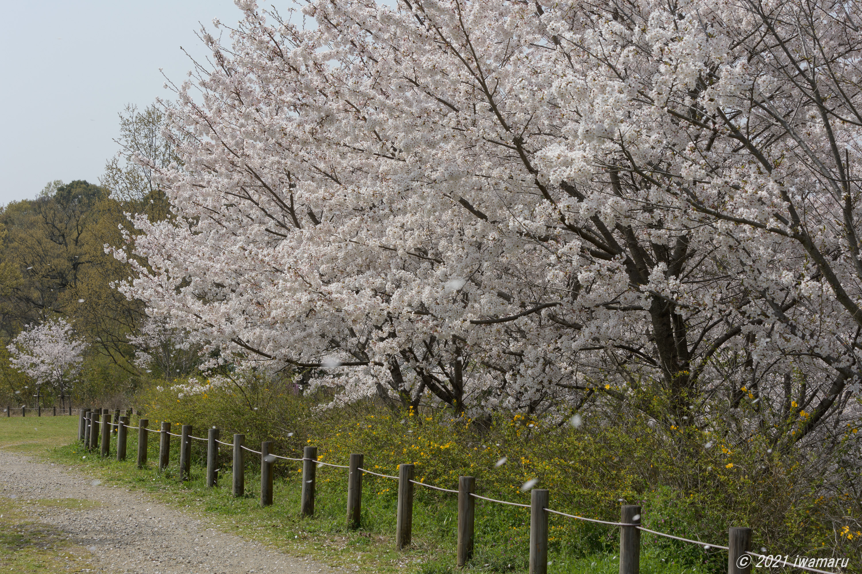 f:id:iwa_maru:20210411203120j:plain