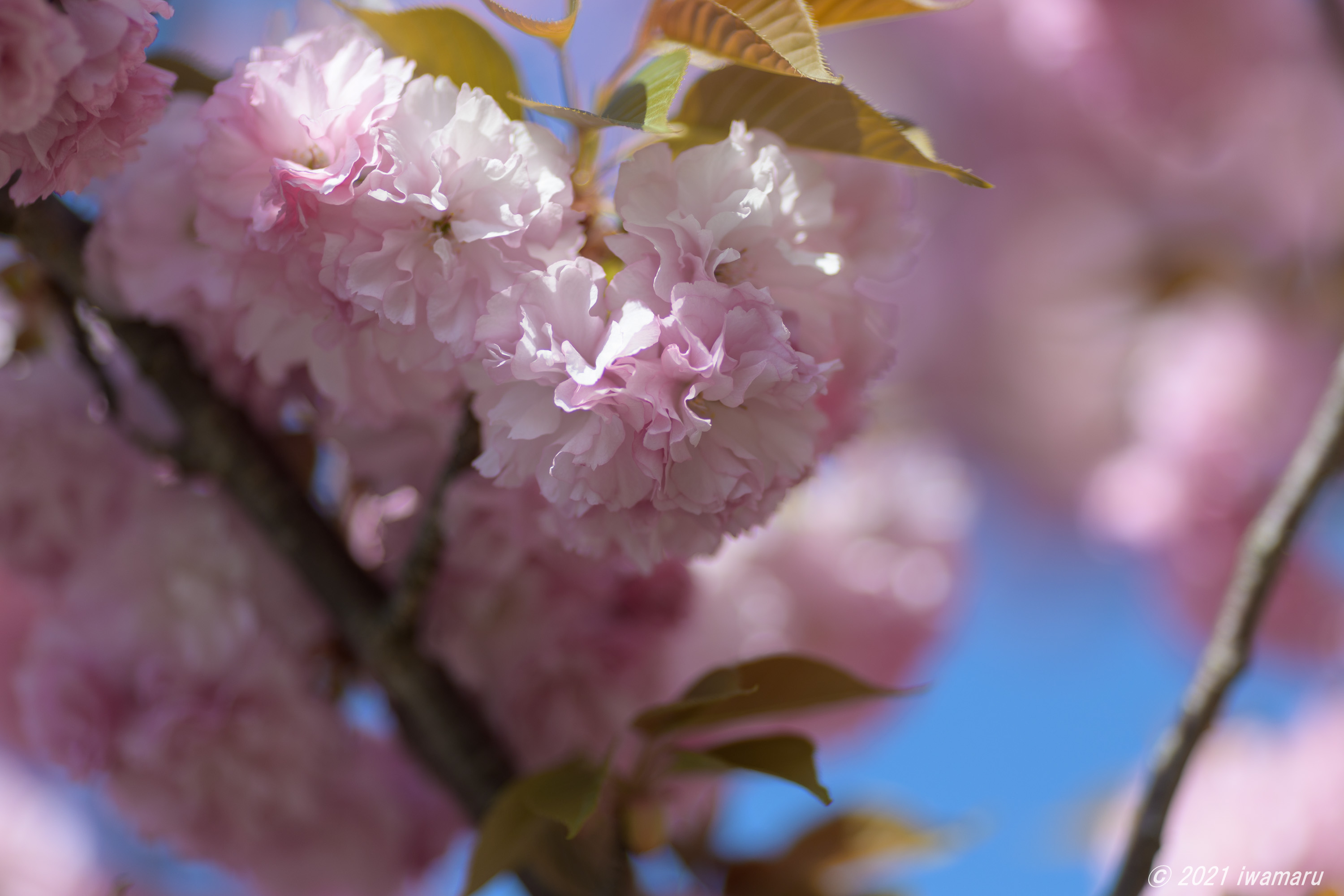 f:id:iwa_maru:20210413222633j:plain