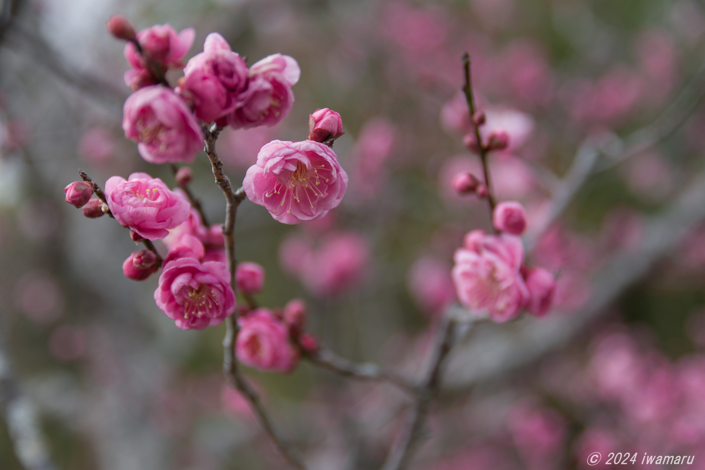 区切りのレンズは smc PENTAX-DA☆ 16-50mm F2.8ED AL[IF]SDM にしま 
