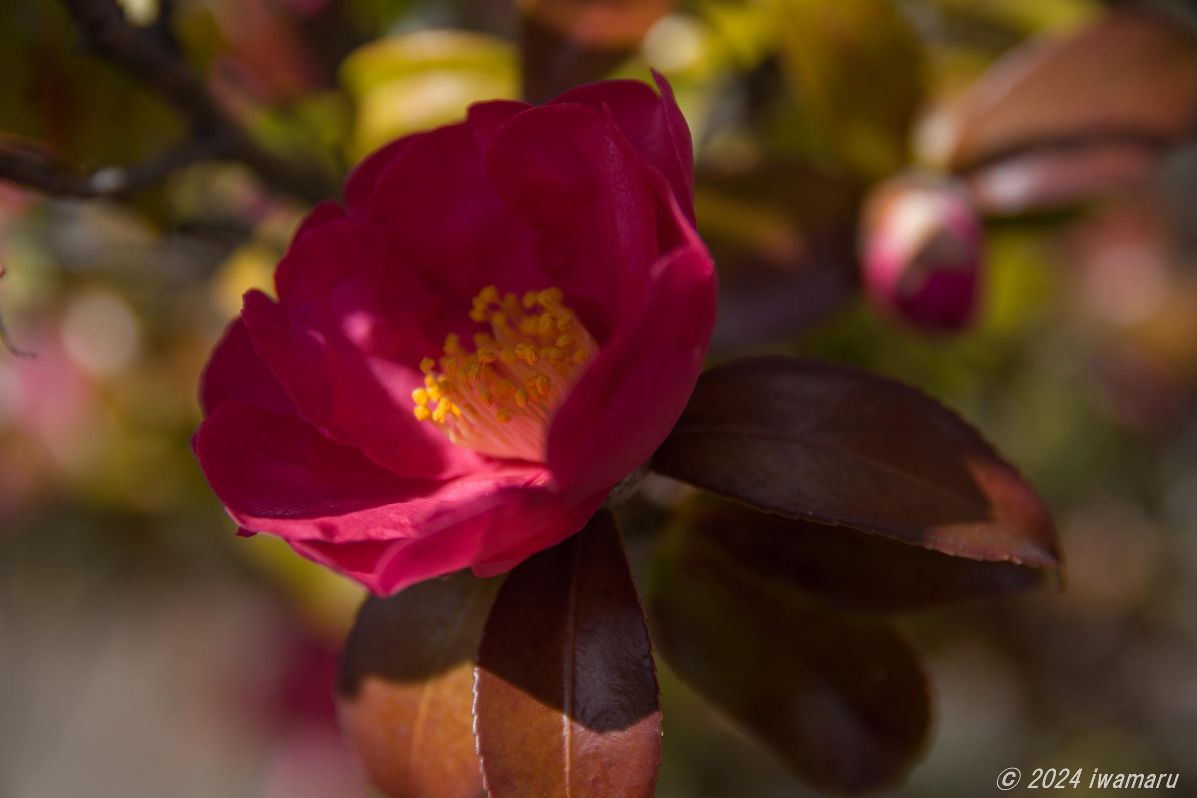 Amazon.com : Pentax SMC DA* Series 16-50mm f/2.8 ED AL IF