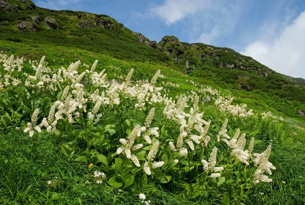 鳥海山ー残雪と花の季節ー Iwahige S Diary