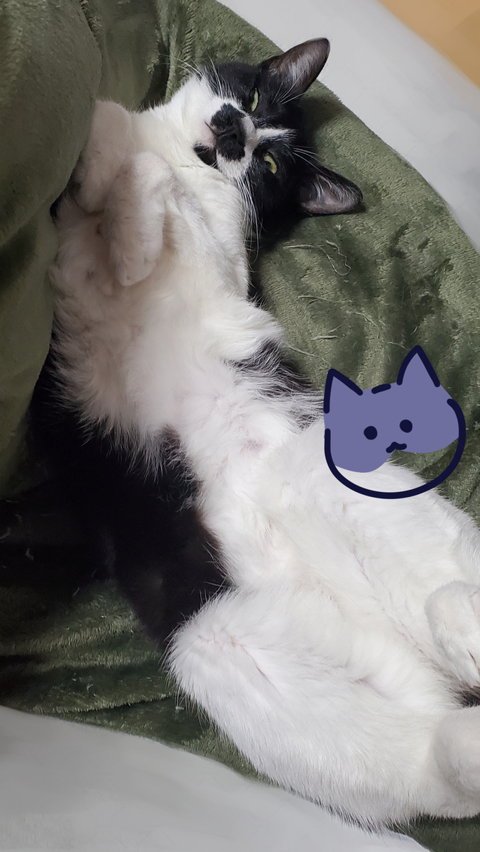 猫の写真２