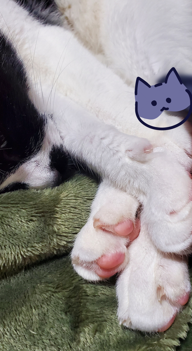 猫の写真３