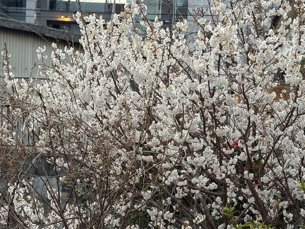 f:id:iwakibio:20260326013307j:image f:id:iwakibio:20260326013307j:image