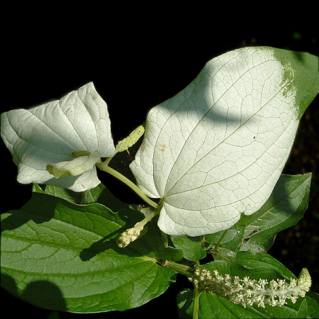 f:id:iwamatsuk:20090630094743j:image