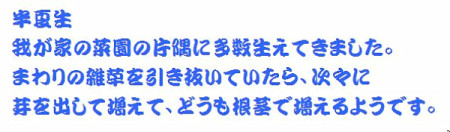 f:id:iwamatsuk:20090630094744j:image