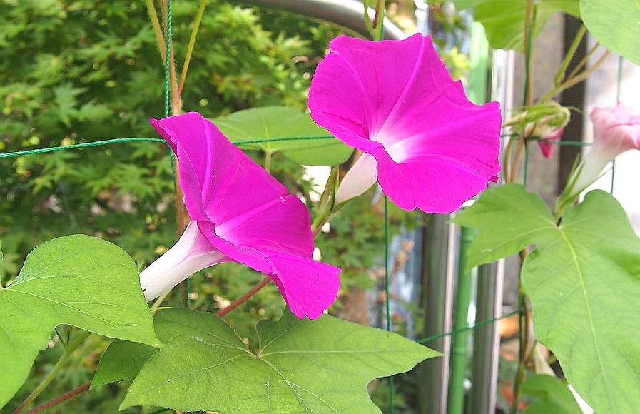 f:id:iwamatsuk:20160704083549j:plain