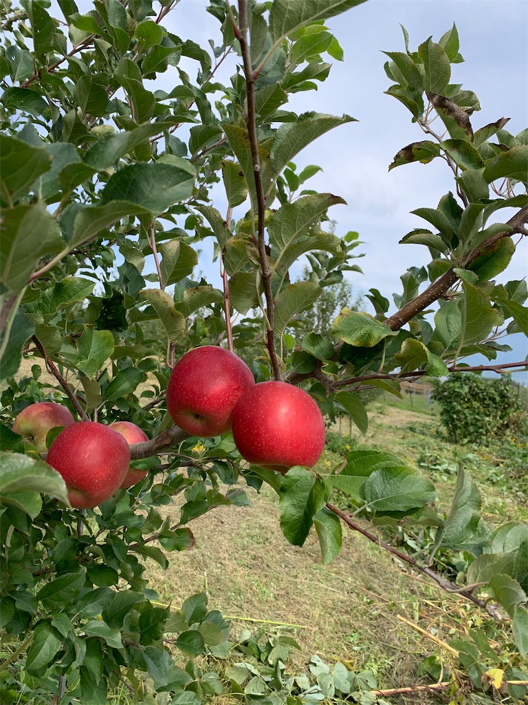 f:id:iwamityu:20191017124516j:image