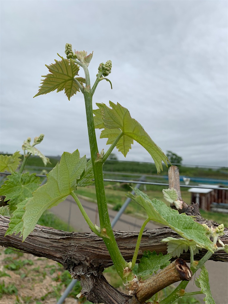 f:id:iwamityu:20200521082721j:image f:id:iwamityu:20200521082721j:image