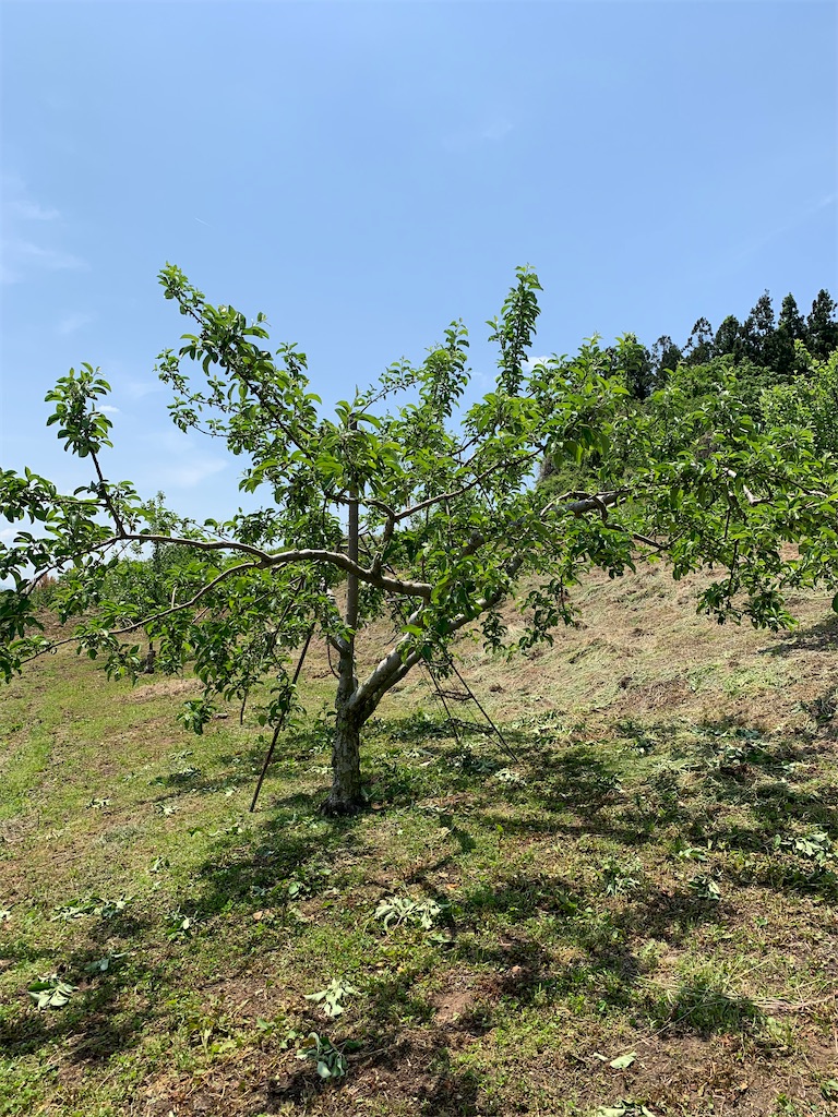 f:id:iwamityu:20200524172232j:image f:id:iwamityu:20200524172232j:image