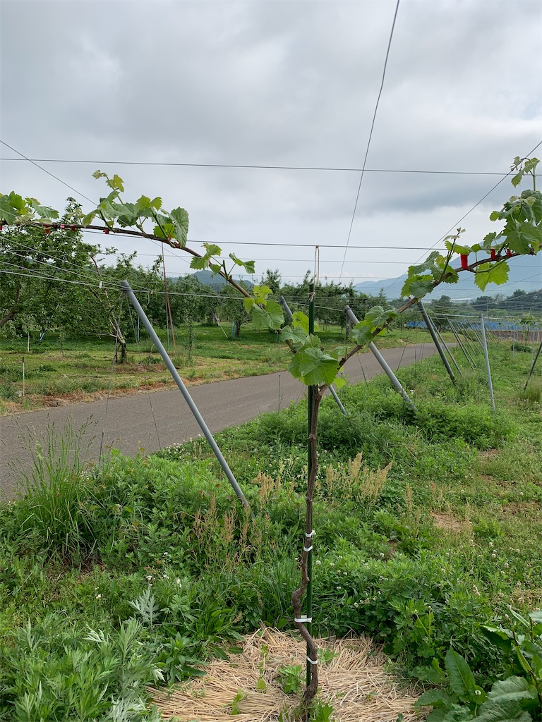 f:id:iwamityu:20200526171452j:image f:id:iwamityu:20200526171452j:image