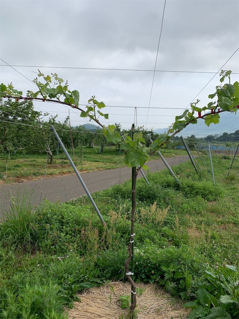 f:id:iwamityu:20200526171506j:image f:id:iwamityu:20200526171506j:image