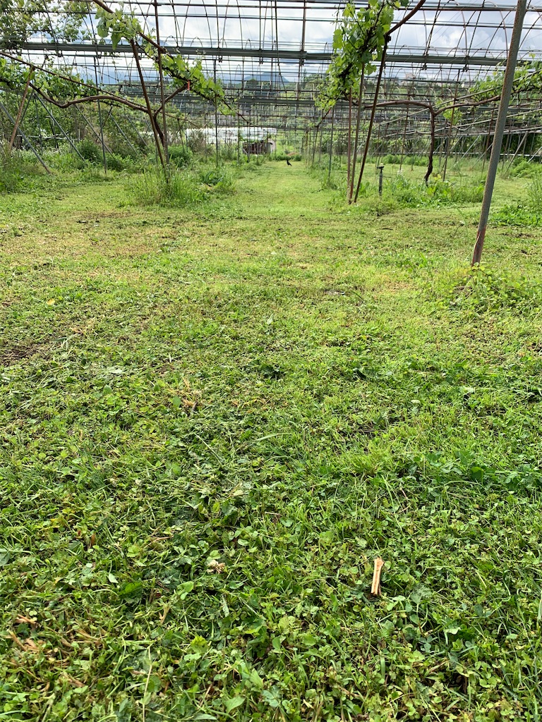 f:id:iwamityu:20200527191311j:image