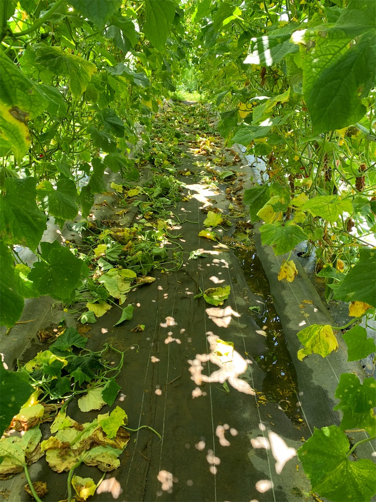 f:id:iwamityu:20200731130613j:image
