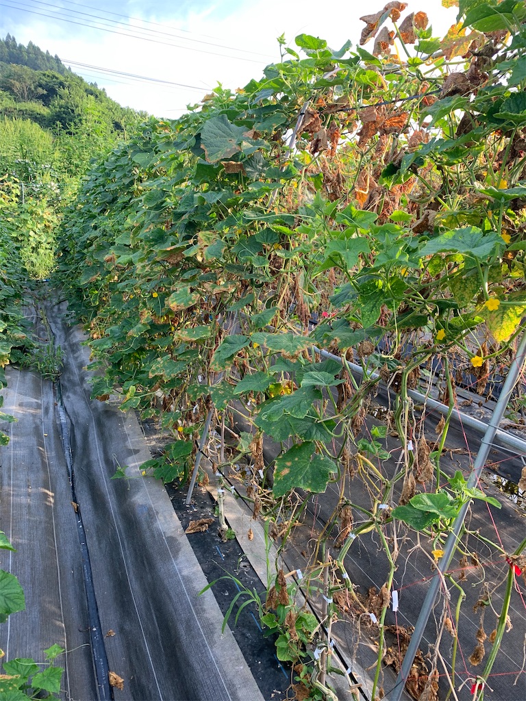 f:id:iwamityu:20200818074252j:image f:id:iwamityu:20200818074252j:image