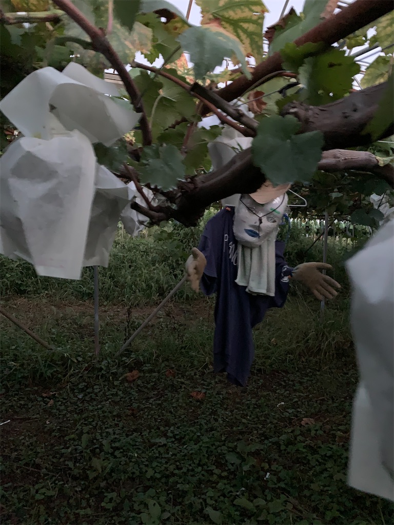 f:id:iwamityu:20200908183444j:image