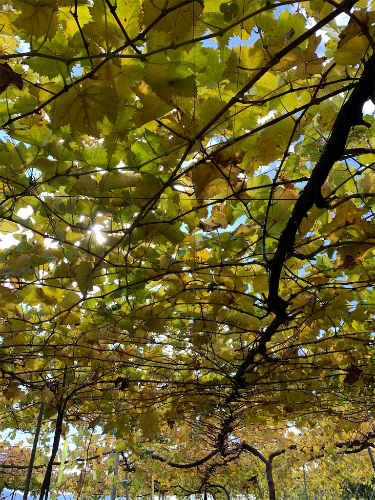 f:id:iwamityu:20201105104245j:image f:id:iwamityu:20201105104245j:image