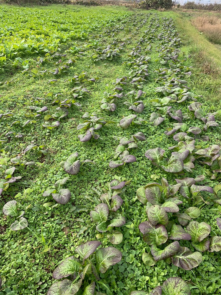 f:id:iwamityu:20201106205544j:image