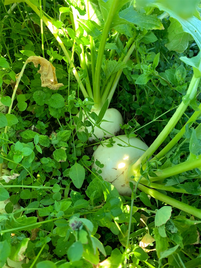 f:id:iwamityu:20201129182242j:image