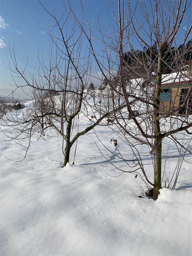 f:id:iwamityu:20210114131648j:image
