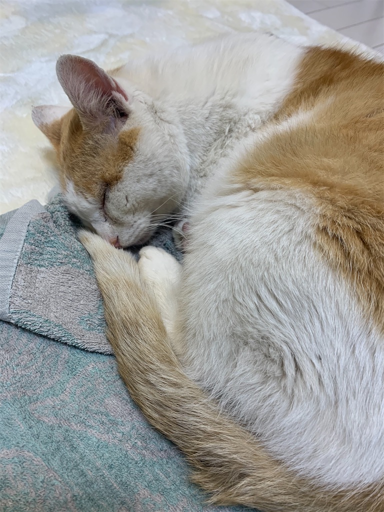 f:id:iwamityu:20210117184834j:image