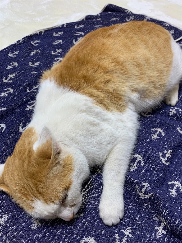 f:id:iwamityu:20210118191503j:image f:id:iwamityu:20210118191503j:image