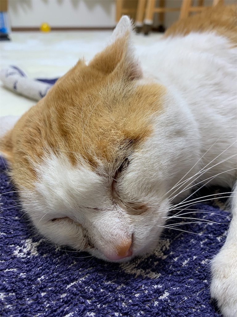 f:id:iwamityu:20210118191507j:image f:id:iwamityu:20210118191507j:image