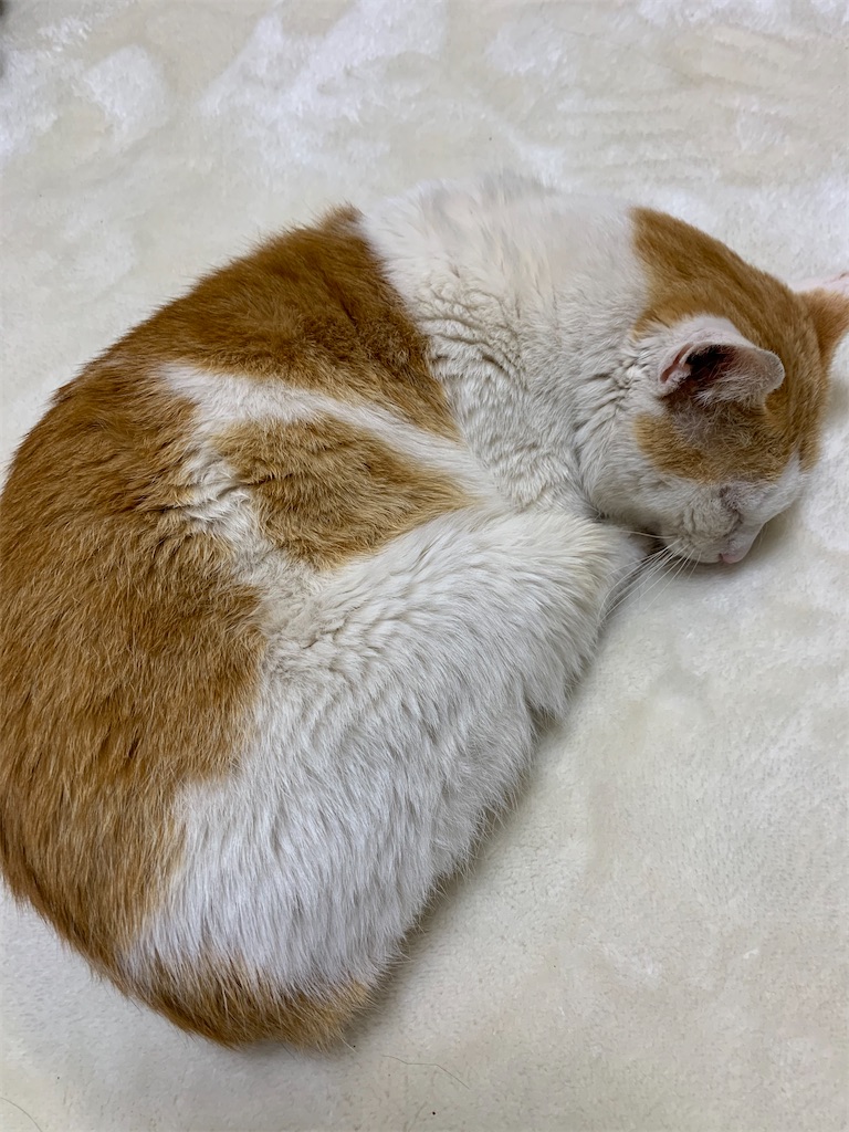 f:id:iwamityu:20210217200304j:image