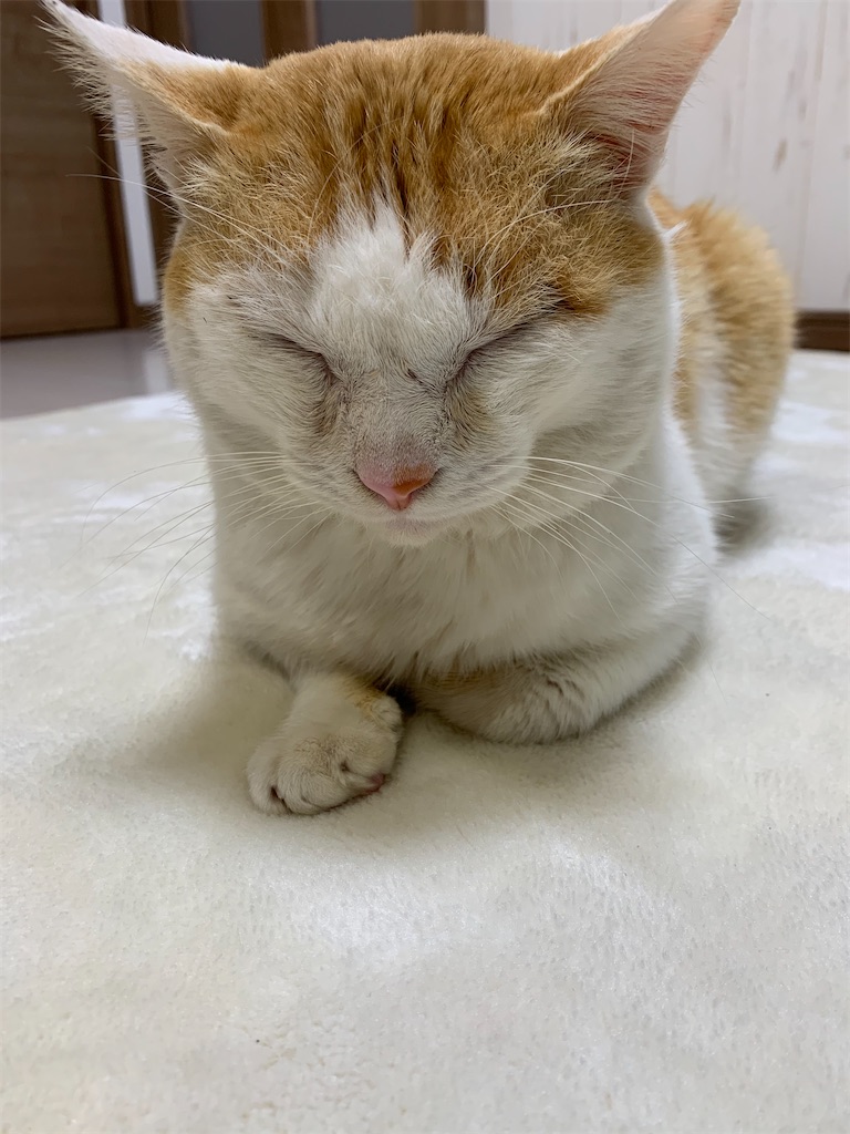 f:id:iwamityu:20210217200308j:image