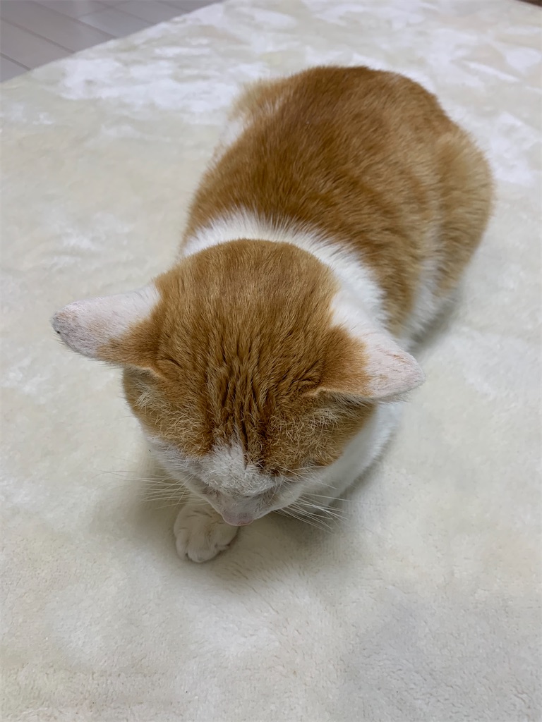f:id:iwamityu:20210217200340j:image