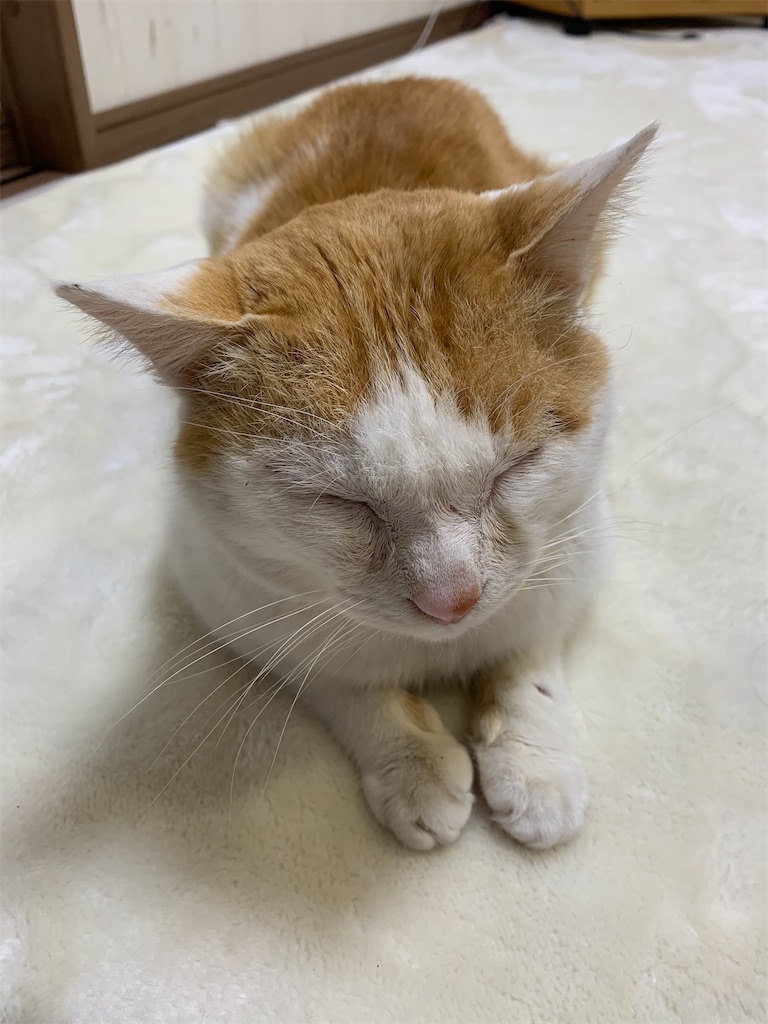 f:id:iwamityu:20210217200350j:image