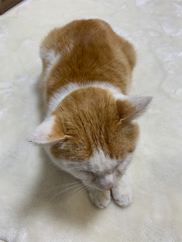 f:id:iwamityu:20210217200402j:image
