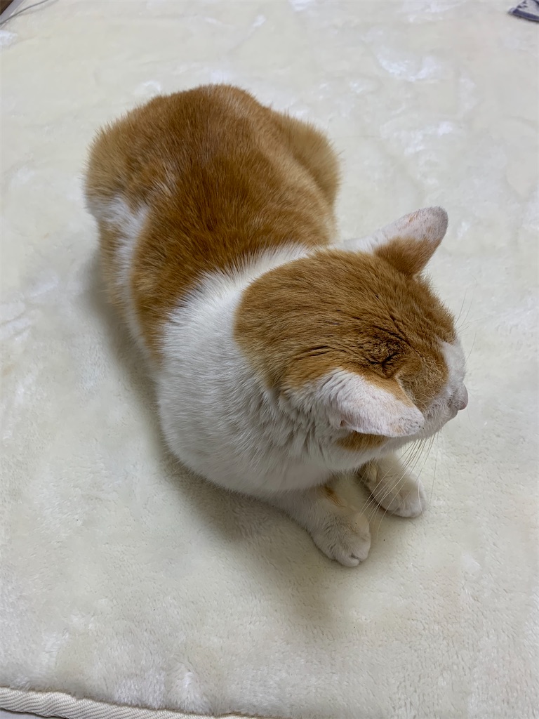 f:id:iwamityu:20210217200409j:image