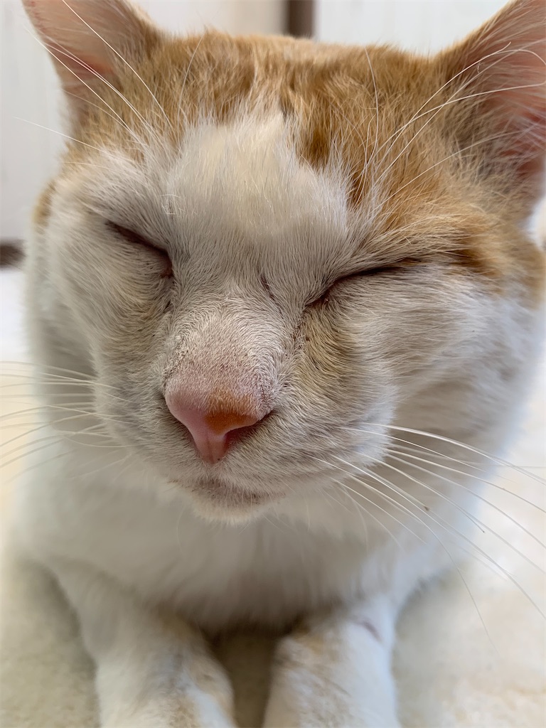 f:id:iwamityu:20210219143737j:image f:id:iwamityu:20210219143737j:image