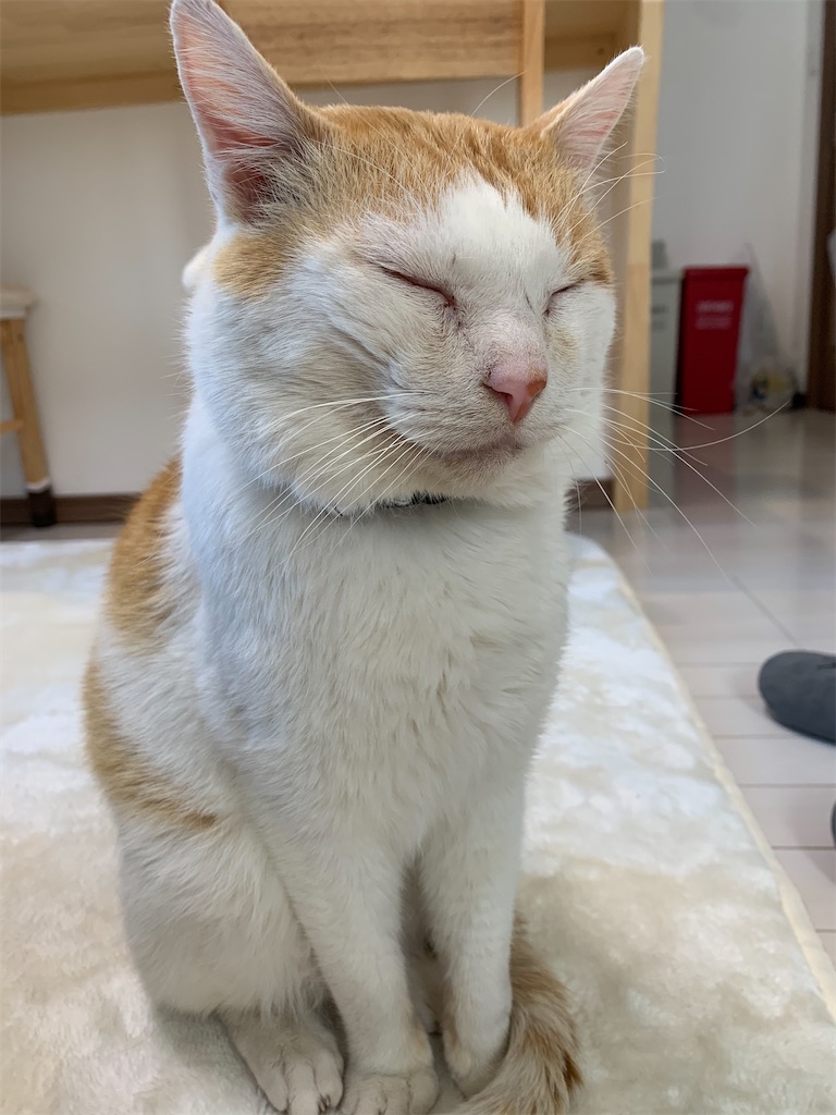 f:id:iwamityu:20210219143747j:image f:id:iwamityu:20210219143747j:image